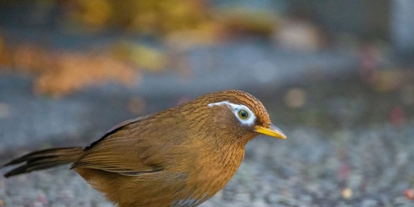 海安公安抓獲3名嫌疑人！